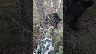 He’s just a curious little guy 😁 bear outdoors hunting camoflage woods blackbear wildlife [upl. by Icak308]