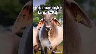 GUZERAT ÉLITE funny Guzerat MUY VERSÁTIL PARA LA GANADERIA [upl. by Rihaz]