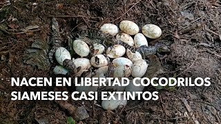 Nacen en libertad cocodrilos siameses casi extintos [upl. by Levy]