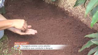 TV ZAN  COTIDIANO  PLANTIO CROTALÁRIA DENGUE  JOÃO PAULO SANTOS  02032015 [upl. by Llenod932]