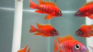 How To Breed African Cichlids [upl. by Aivataj]