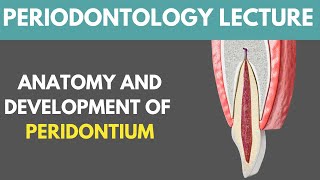 Anatomy And Development Of Structures Of Periodontium Complete Lecture  Dr Aqsa Islam Khattak [upl. by Zeret]