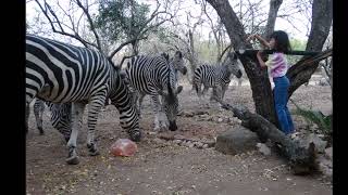 Marloth Park in South Africa living between wild animals [upl. by Anidam]