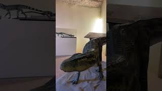 Museo di Dinosauri a Gubbio Italia 🇮🇹 music dualipa [upl. by Mikahs]