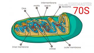 Semi autonomous organelles [upl. by Nylitsirk]