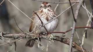 Song Sparrow Calling [upl. by Ardnalak241]