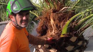 Cirugía por Picudo en Phoenix Canariensis [upl. by Filide978]