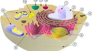 LES ORGANITES CELLULAIRES DÉFINITIONS ET RÔLES [upl. by Sirenay]