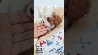 富達犬舍小公主0931517107 pets cute [upl. by Enerak]