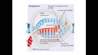 La trascrizione del DNA [upl. by Anilasor983]