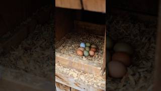 Increase Chicken Egg Production in the Winter chickens homesteading [upl. by Hercules941]