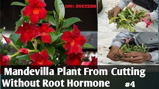 Mandevilla Plant From Cutting Without Root HormoneMandevilla Propagation A To Z [upl. by Emoreg]