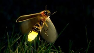 6 Facts About FirefliesLightening Bugs [upl. by Orimlede]