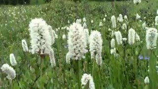 Crested Butte Colorado Wildflower Festival  Ohio Pass [upl. by Ridan963]