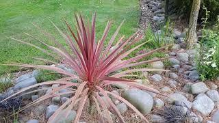 Ep8This weeks feature plant Cordylines [upl. by Terrena]