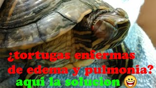 Como curar Pulmonia y Edema de Parpados en Tortugas [upl. by Recneps]