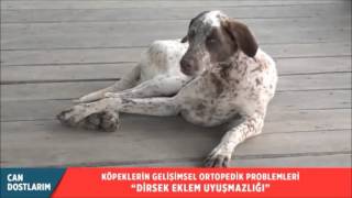 Köpeklerde Dirsek Eklem Uyuşmazlığı [upl. by Ignatia451]