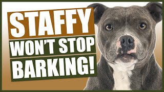 How To Stop Your STAFFORDSHIRE BULL TERRIER Barking [upl. by Eveline]