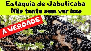 Como fazer estaquia de jabuticaba [upl. by Eiten]