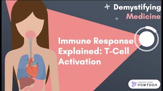 Immune Response Explained TCell Activation [upl. by Rotkiv986]