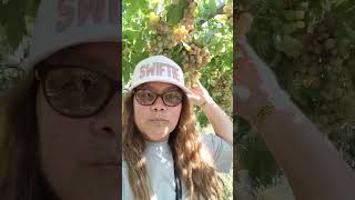 GRAPES MINI FARM amazing fruit grape travel sicily alcamo italy [upl. by Sedberry]