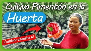 Cultivo de PIMIENTOS en casa  Cómo sembrar Pimiento Chile Ají  Germinar Pimientos  PIMENTÓN [upl. by Anitserp]