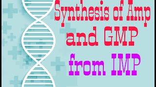 Synthesis of AMP and GMP from IMP  Synthesis of ADPATP and GDPGTP  Lecture 2 [upl. by Gemperle100]