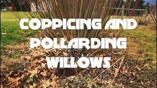 Coppicing and Pollarding Willows [upl. by Nerta429]