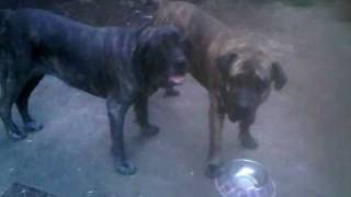 Fila Brasileiro and Presa Canario Dog fight at it again [upl. by Gamaliel]