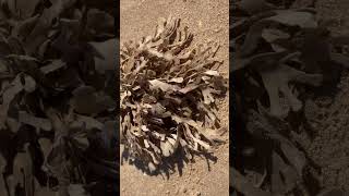 Horn wrack  looks like seaweed but is actually a colony of 1000s of animals call zooids hornwrack [upl. by Berey]