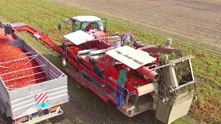 NEW MODEL TWO ROW TOMATO HARVESTER [upl. by Neelyt]