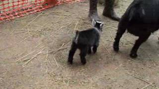 Pygmy Goat Happy Dance [upl. by Eudora]