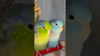 I love you ❤️🦜parrotlets forpus Birds [upl. by Tome]