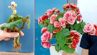 Begonia is ravishing flower Propagate by cuttings in sand at home [upl. by Aric]