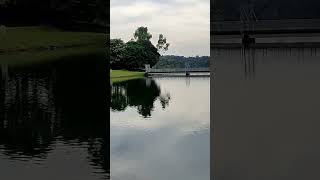 Lake view Upper Peirce Reservoir Park reservoir walk singapore [upl. by Grubman]