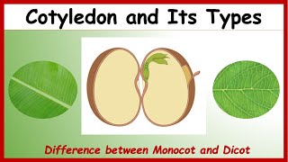 What is Cotyledon Difference between Monocotyledon amp Dicotyledon with Examples  Monocot Vs Dicot [upl. by Bergquist]