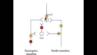 The Gate Control Theory of Pain Ronald Melzack [upl. by Angel]