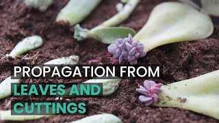 PROPAGATION TIPS  PROPAGATE SUCCULENTS FROM LEAVES AND CUTTINGS  SUCCULENT PROPAGATION [upl. by Trilbie]