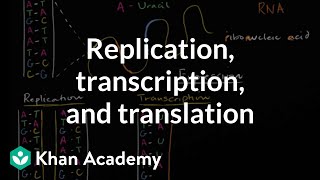 L6 Transcription Gene Expression Protein synthesis part 1 in detail Urdu hindi by Dr Hadi [upl. by Ellekram]