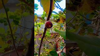 anjeer tree  fig tree with fruits2021 anjeer tree seeds  Shorts [upl. by Anaj260]