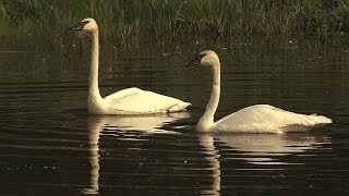 Trumpeter swans [upl. by Gnuy945]