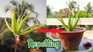 How to Repot And Care Aloe Vera plant  Aloe Vera  Repotting [upl. by Abagael]