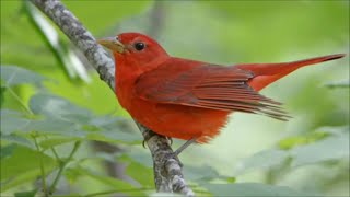 Summer Tanager The Song Bird [upl. by Gautier985]