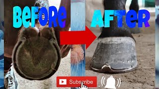 🐎A 2 year old horse was shoed😮ItsekramShaif horse like share subscribe youtube [upl. by Ametaf]