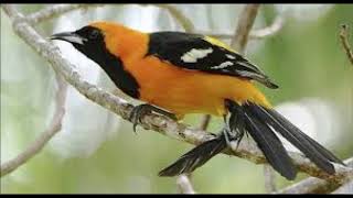 Hooded Oriole sound singing calling for 4 full hours [upl. by Ahcarb]