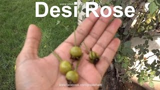 How to Grow Rose From Seeds  Desi Rose  Seedling to Transplant  Result of 5 Months Urduhindi [upl. by Immij]