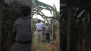 Genkatumba wamala at our orchard youngfarmer dragonfruit farming [upl. by Miharbi879]