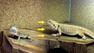 Juvenile Bearded Dragon four months growth  AugustDecember 2017 journey picturesvideos [upl. by Linda360]