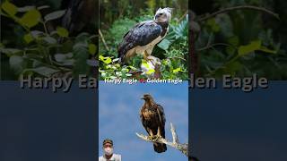 Harpy Eagle VS Golden Eagle Peregrine Falcon Gyrfalcon Eagle Owl shorts animals [upl. by Nnaillek]