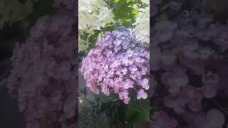 Hydrangea macrophylla Ayesha garden flowers hydrangeas plants [upl. by Loraine931]